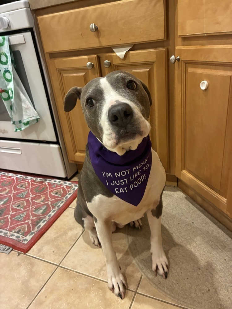 Their dog wearing a purple bandana